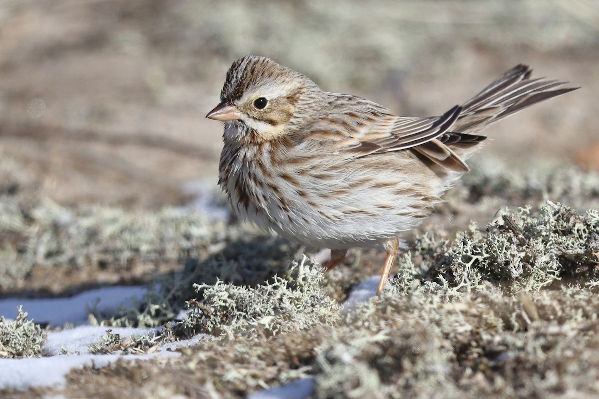 Savannah Sparrow (Ipswich) - ML648395315