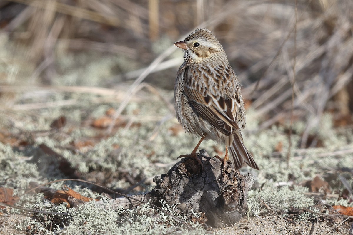Savannah Sparrow (Ipswich) - ML648395321