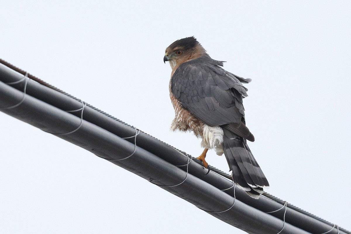 Cooper's Hawk - ML648395368
