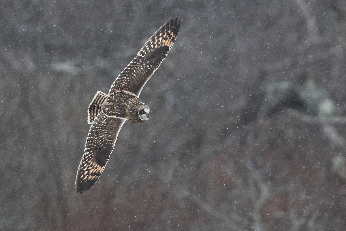 Short-eared Owl (Northern) - ML648395586