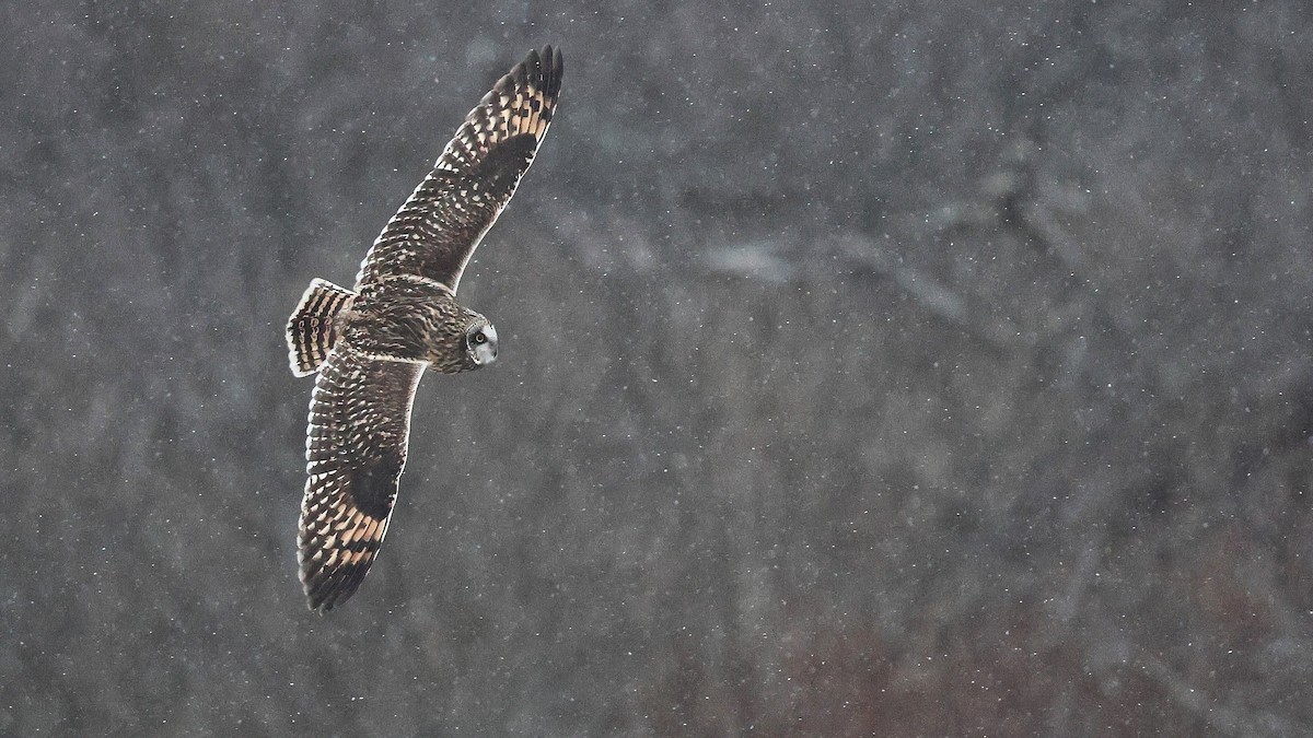 Short-eared Owl (Northern) - ML648395587