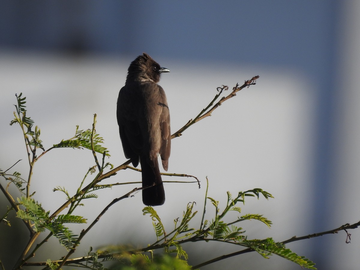 Common Bulbul - ML648395692