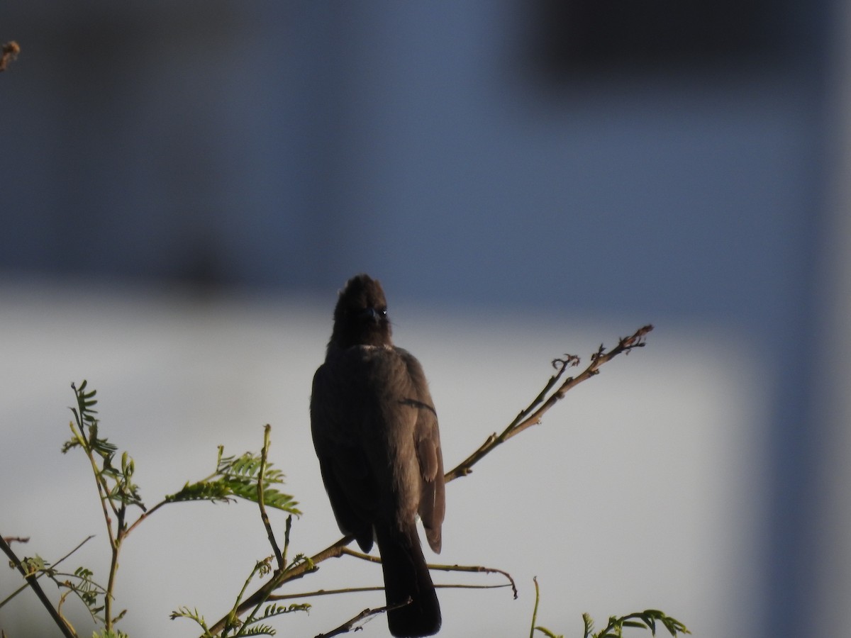 Common Bulbul - ML648395693