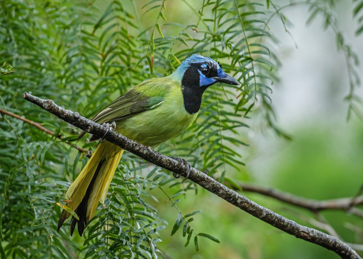 Green Jay (Green) - ML648395786