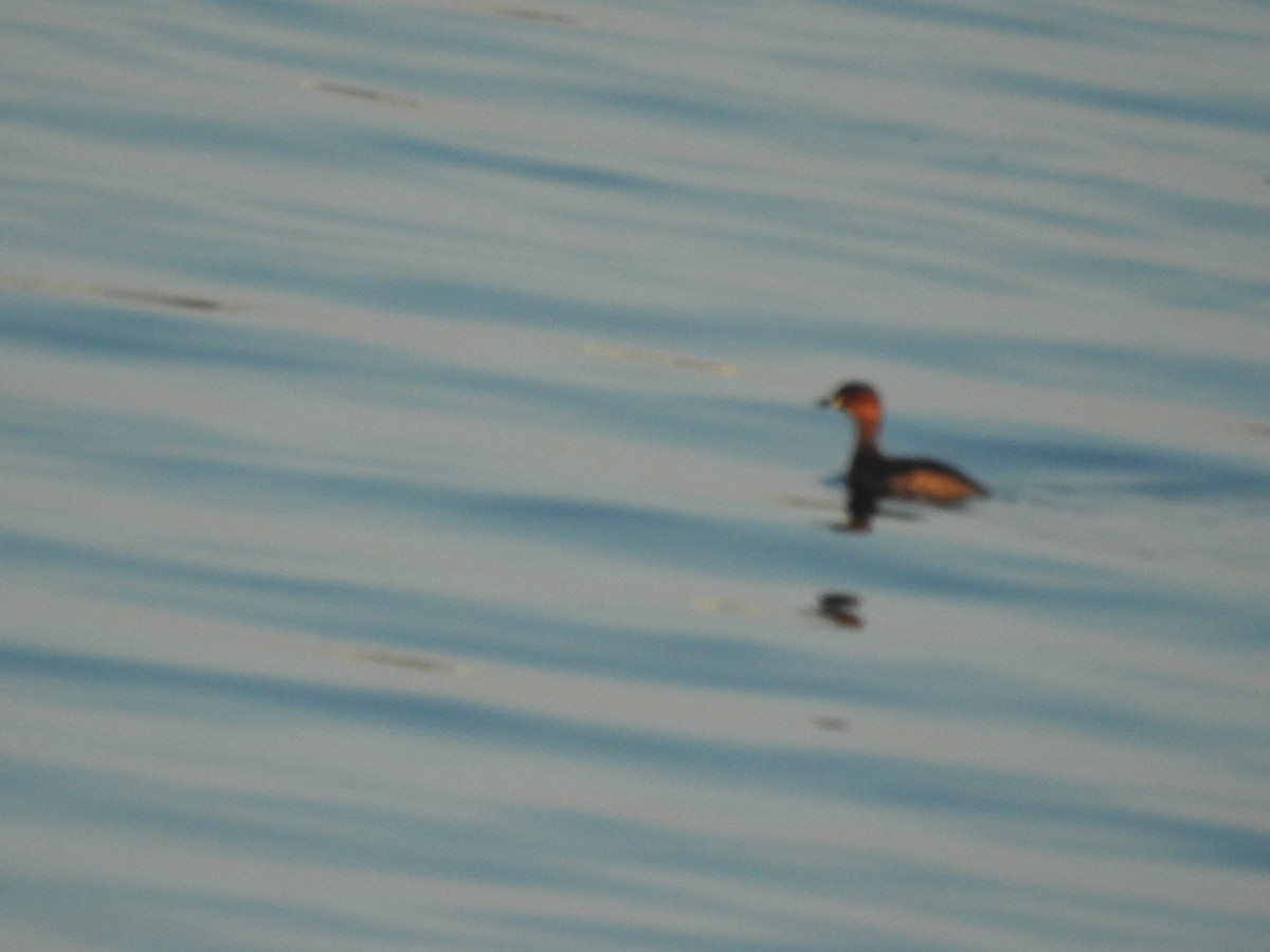 Little Grebe - ML648395997