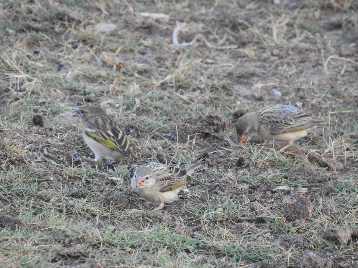 Red-billed Quelea - ML648395998
