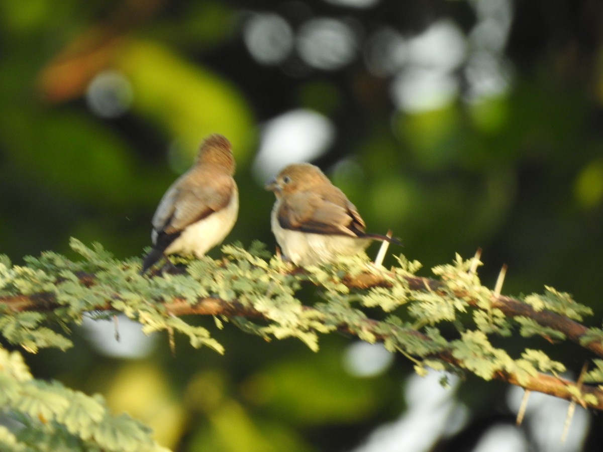 African Silverbill - ML648395999
