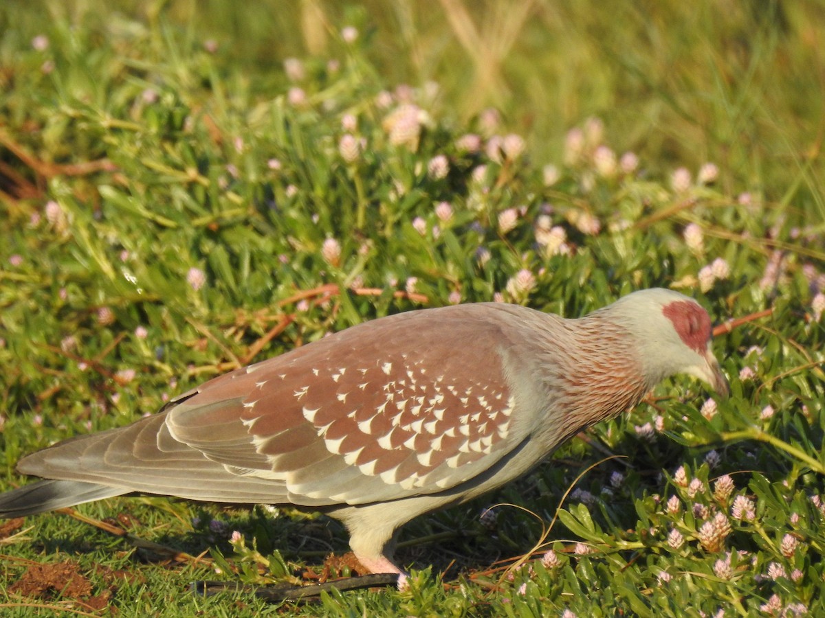 Speckled Pigeon - ML648396001