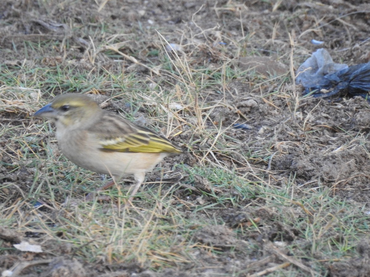 Black-headed Weaver - ML648396002