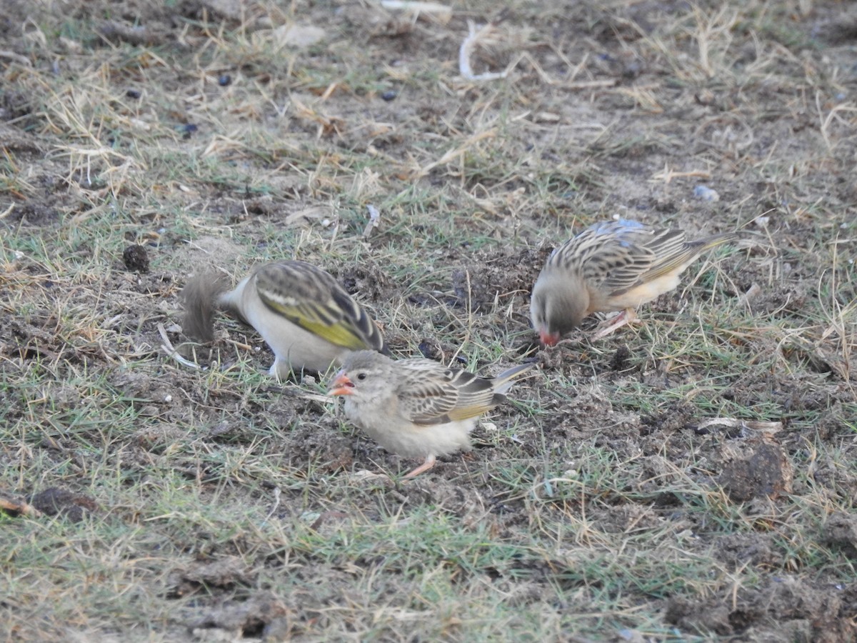 Red-billed Quelea - ML648396003