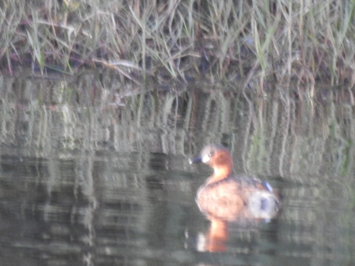 Little Grebe - ML648396004