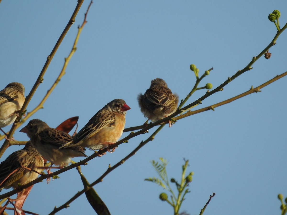 Red-billed Quelea - ML648396010