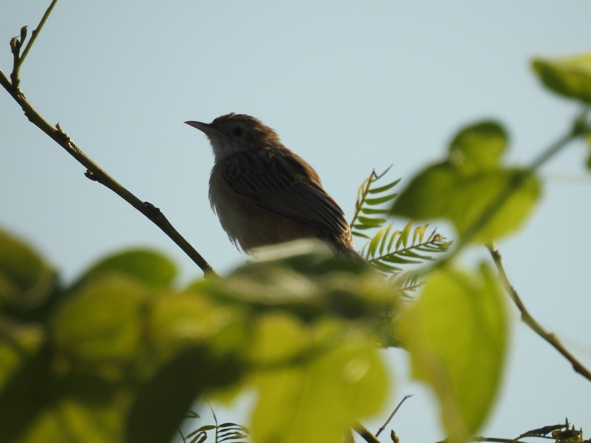 Zitting Cisticola - ML648396011
