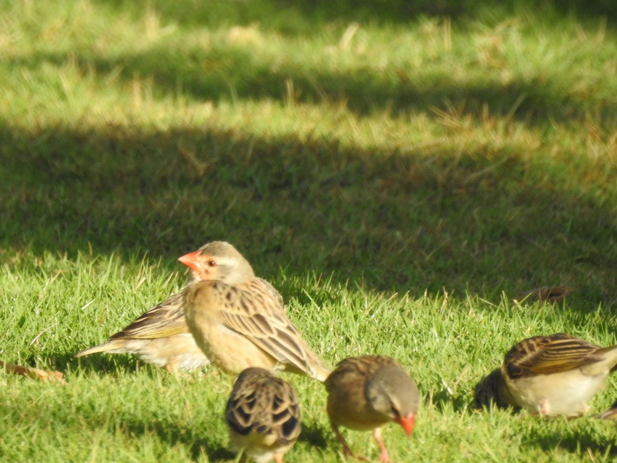 Red-billed Quelea - ML648396012