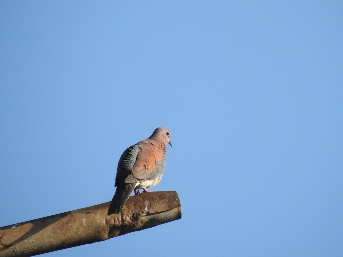 Laughing Dove - ML648396013