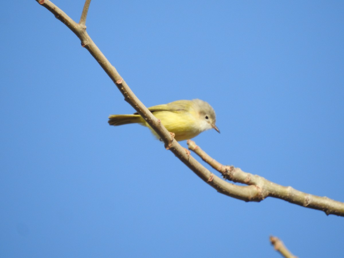 Senegal Eremomela - ML648396015