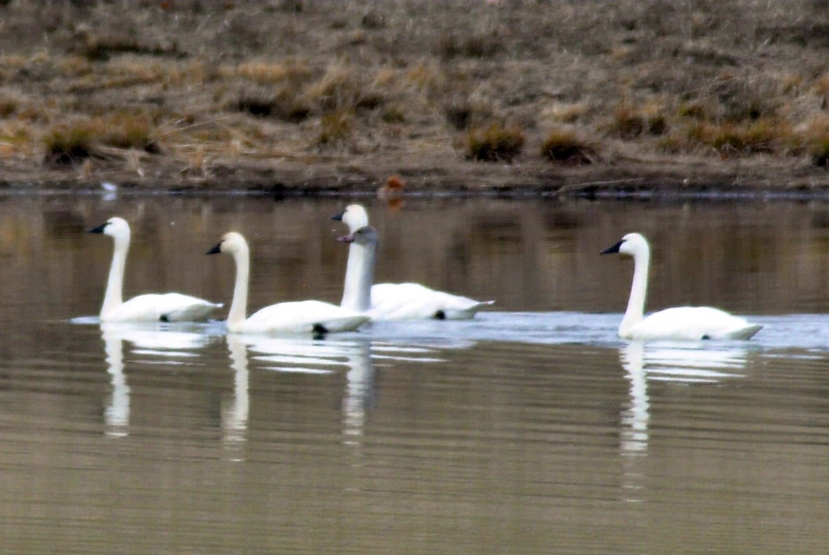 コハクチョウ - ML648396159