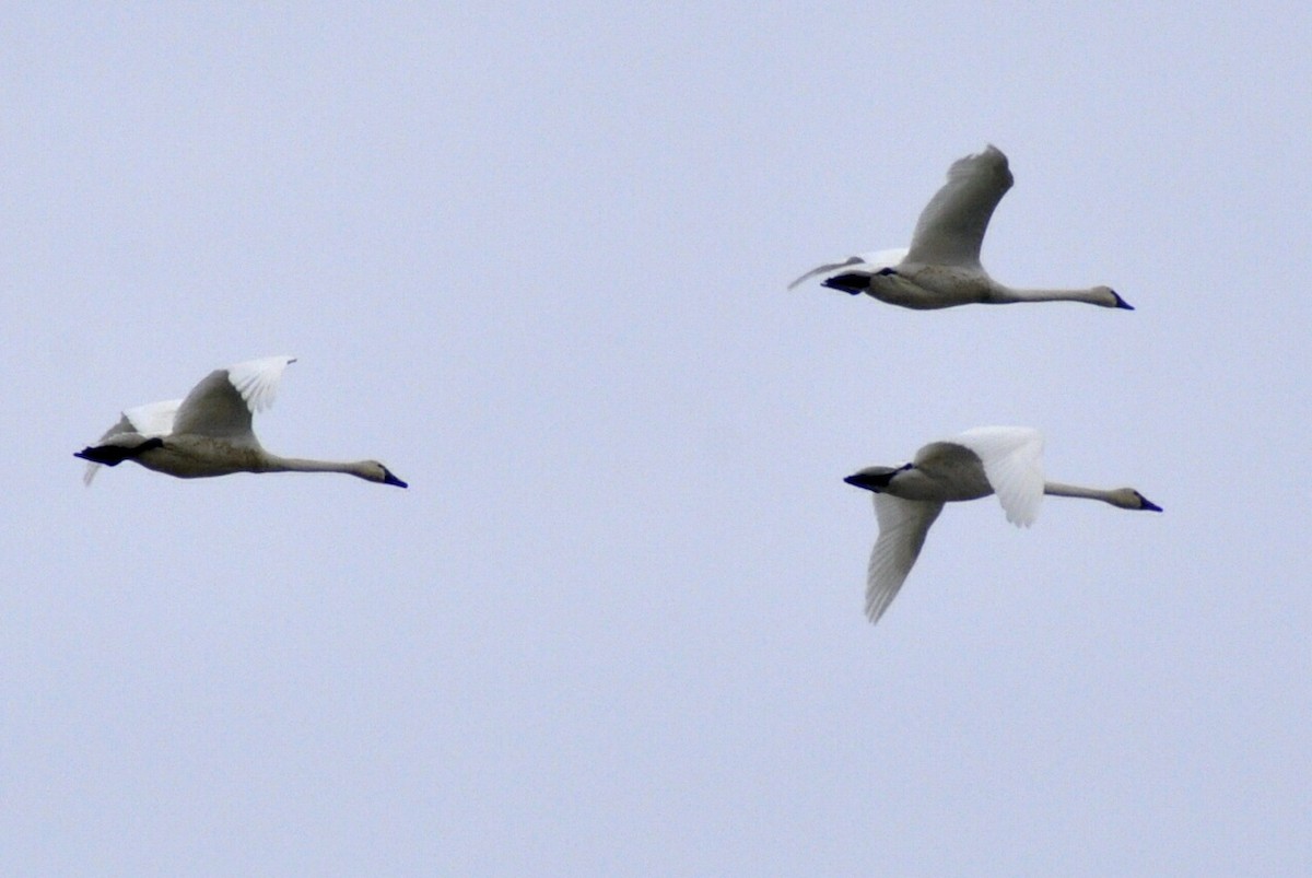 コハクチョウ - ML648396160