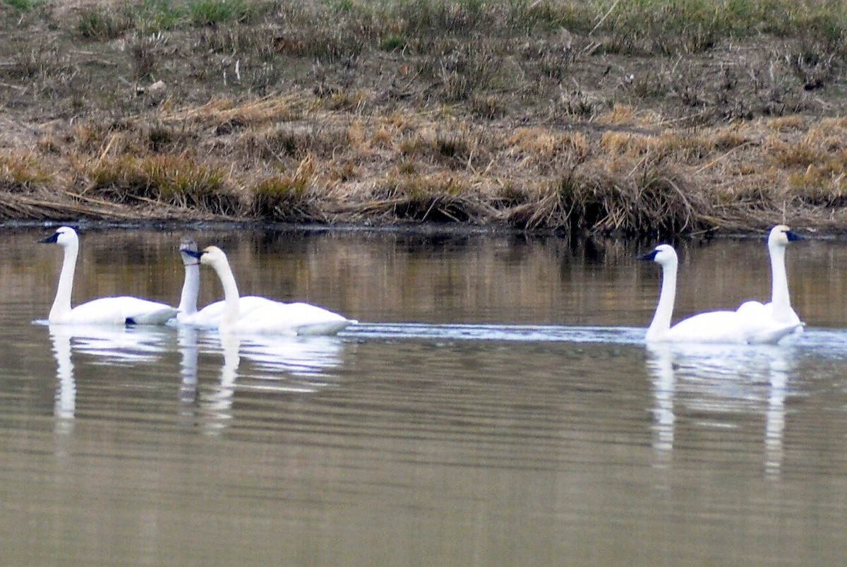 コハクチョウ - ML648396161