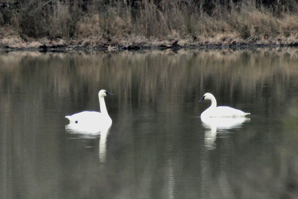 コハクチョウ - ML648396163