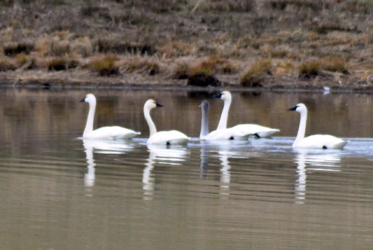 コハクチョウ - ML648396164