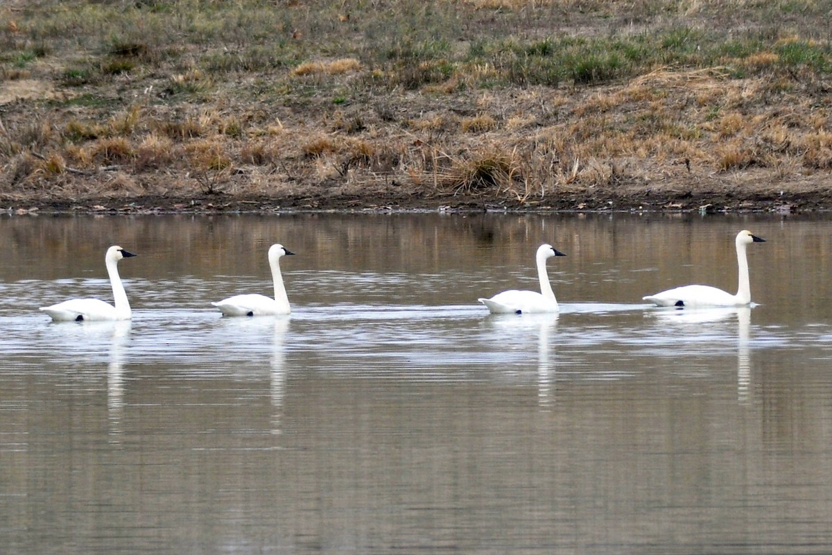 コハクチョウ - ML648396166