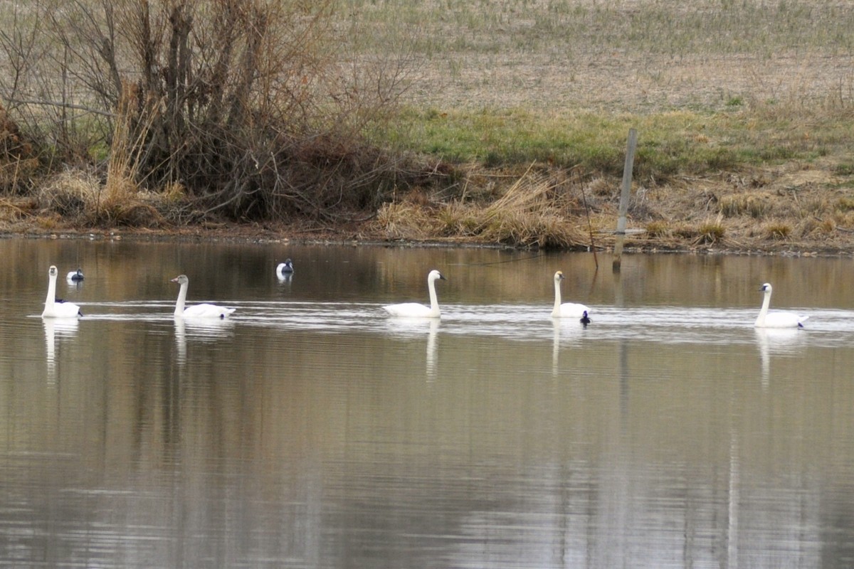 コハクチョウ - ML648396167