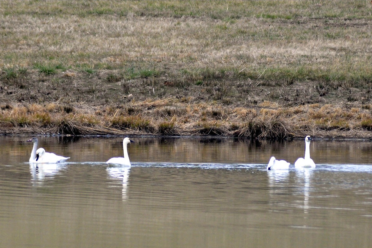 コハクチョウ - ML648396168