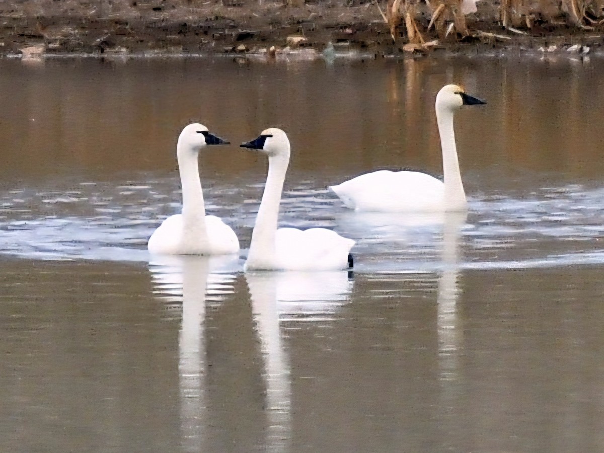 コハクチョウ - ML648396169