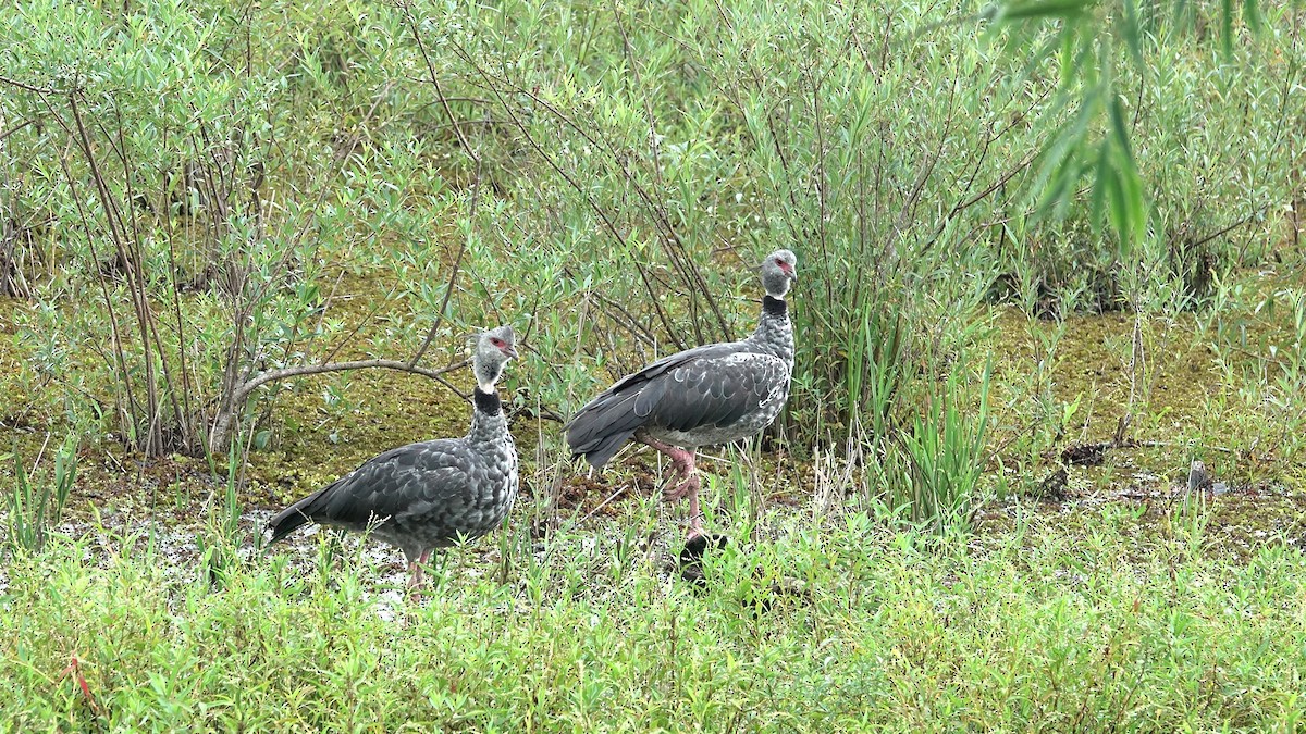 eBird Checklist - 23 Dec 2025 - Reserva Don Luis, Corrientes Province ...
