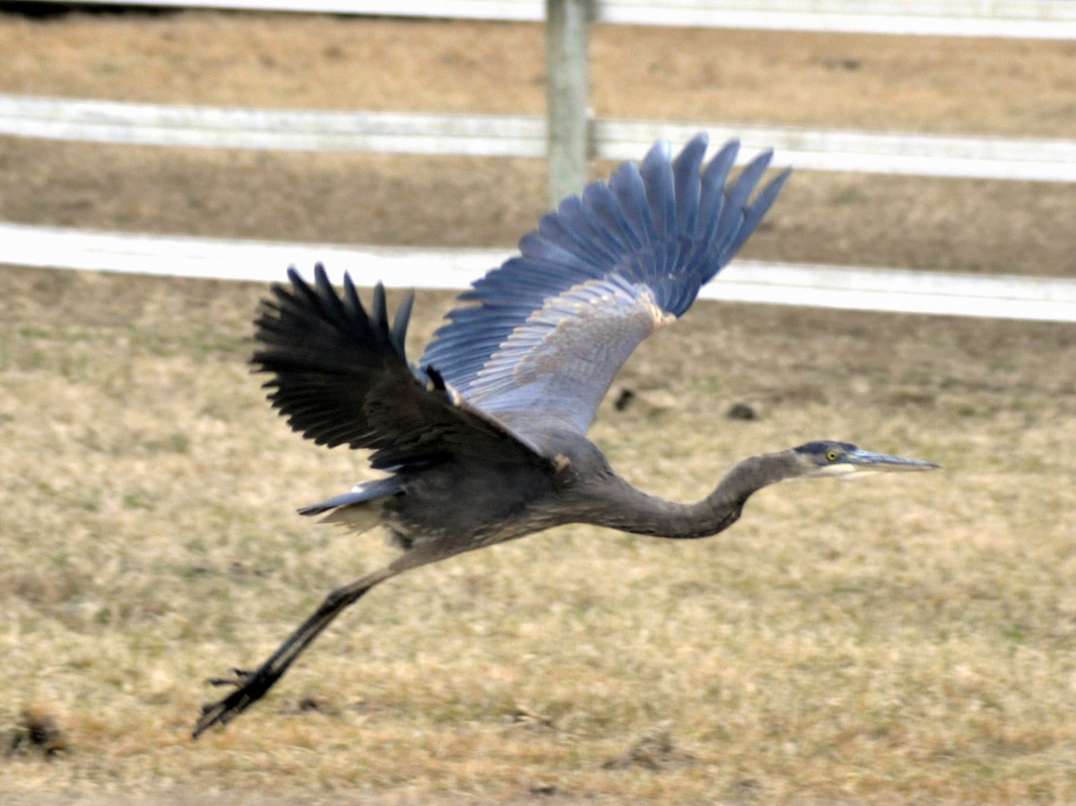 オオアオサギ - ML648396207