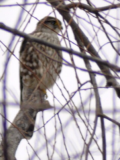 コチョウゲンボウ - ML648396236