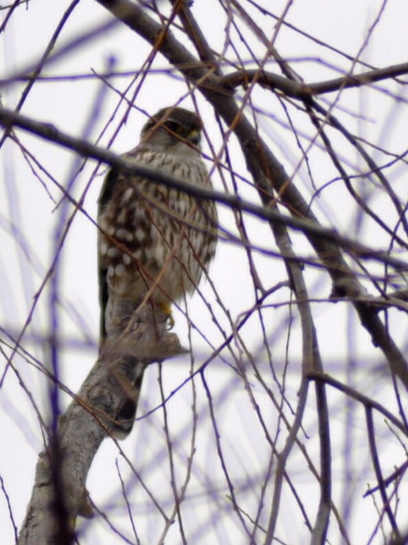 コチョウゲンボウ - ML648396237