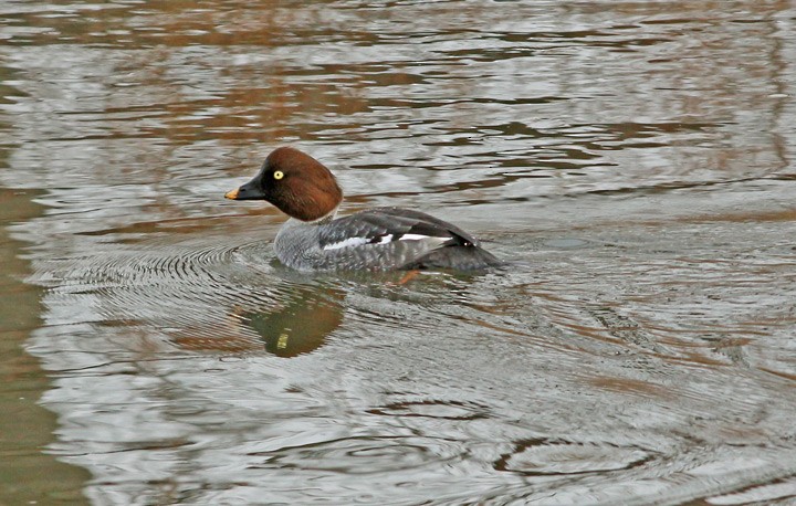 Common Goldeneye - Kris Petersen