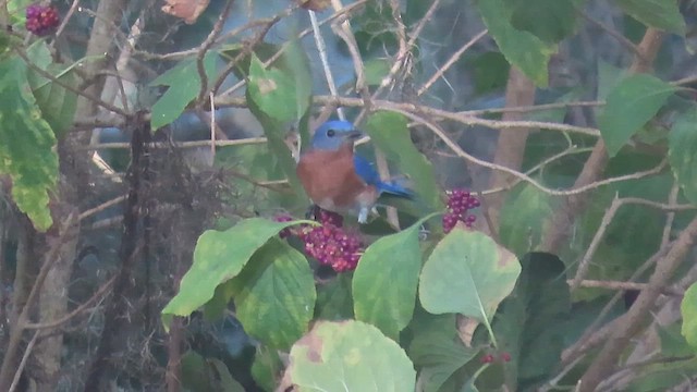 Eastern Bluebird - ML648397106