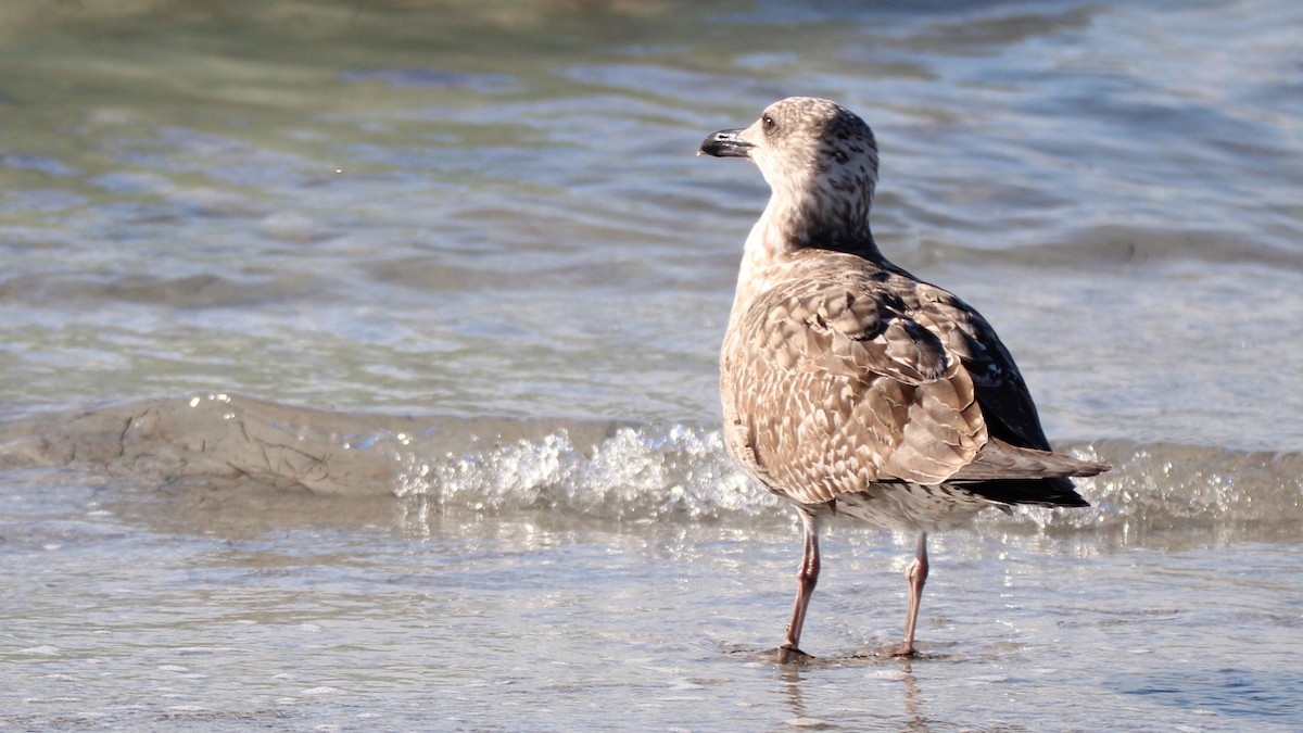 Goéland hudsonien - ML648398097