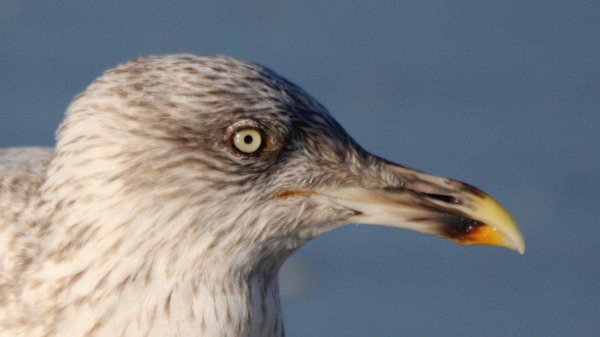 Goéland hudsonien - ML648398110