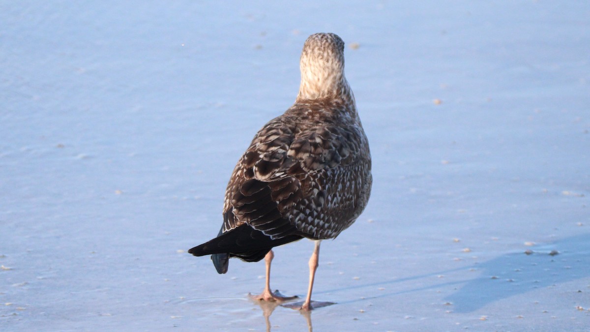 Goéland hudsonien - ML648398111