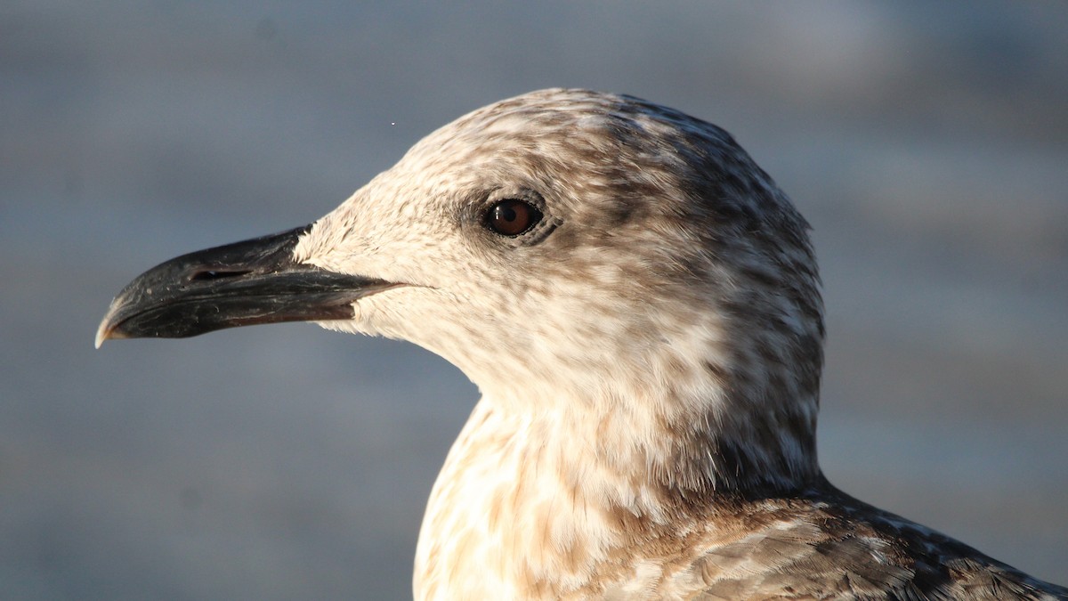 Goéland hudsonien - ML648398112