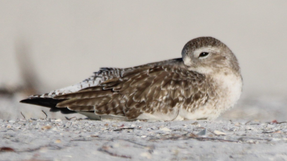 Pluvier argenté - ML648398138