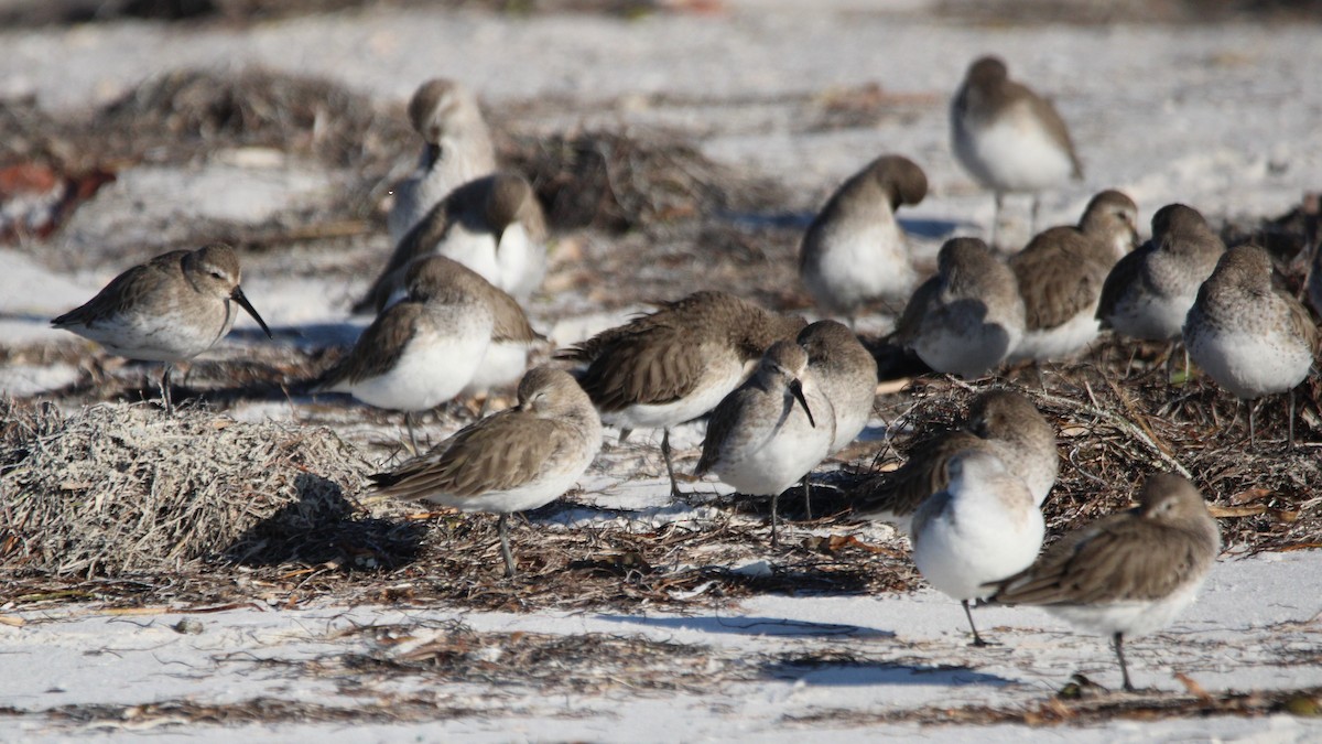 Bécasseau variable - ML648398162