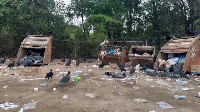 kondor havranovitý - ML648398167