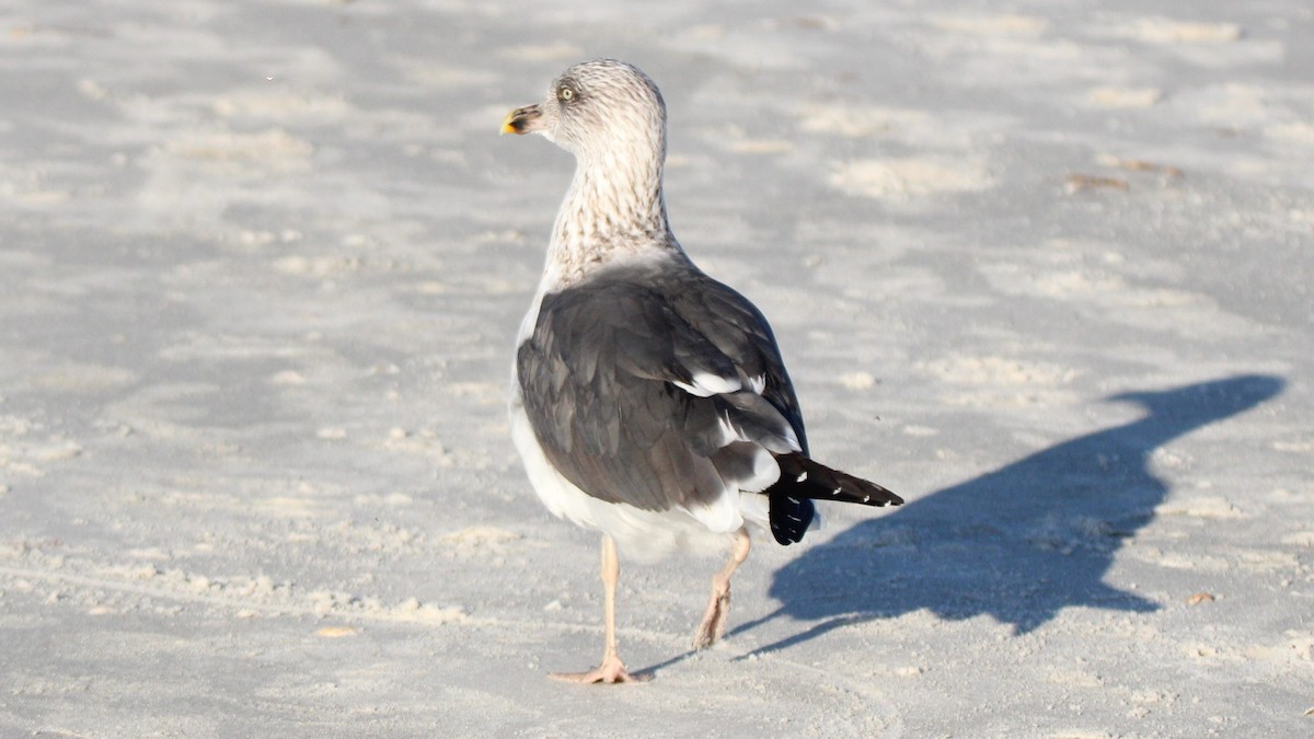 Goéland brun - ML648398239