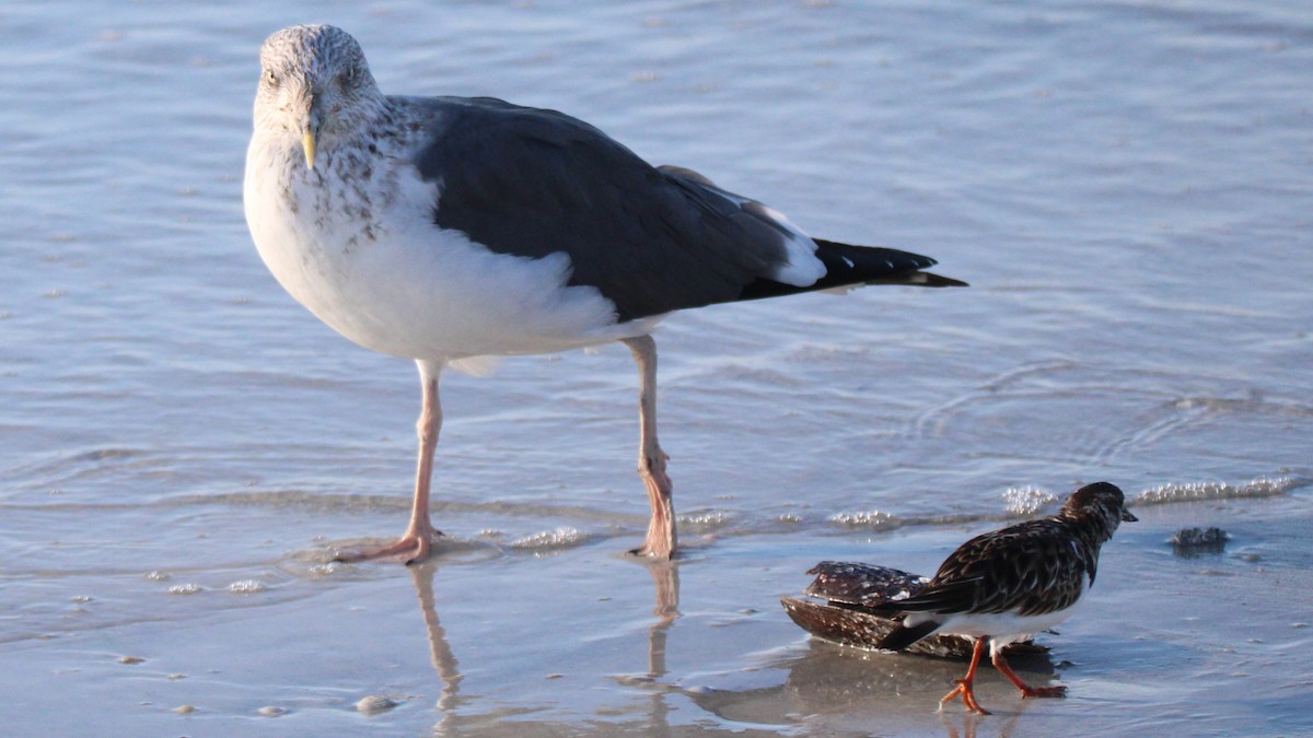 Goéland brun - ML648398240