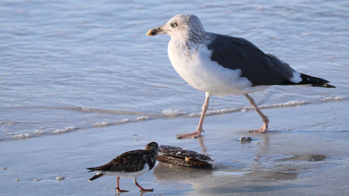 Goéland brun - ML648398241