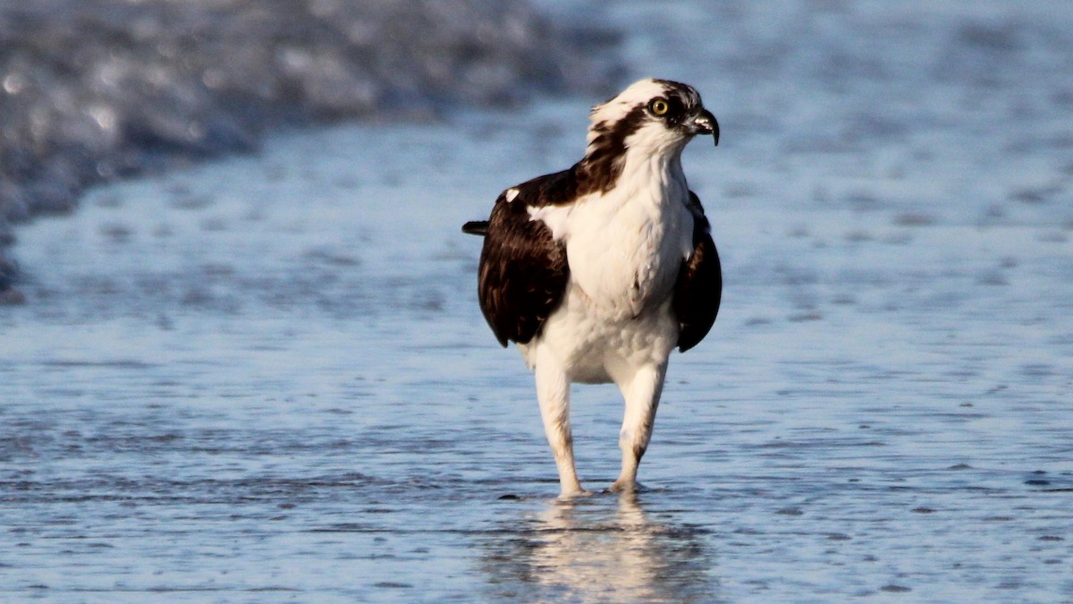 Balbuzard pêcheur - ML648398307