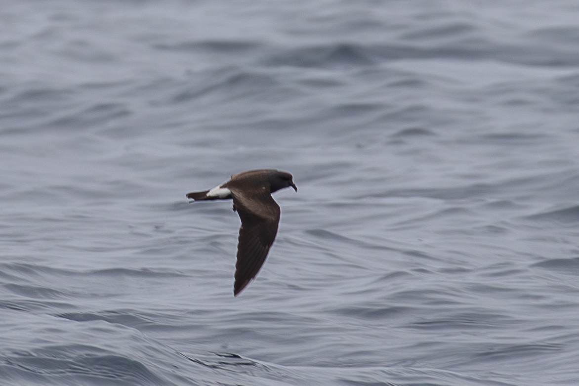 buřňáček Townsendův - ML648398322