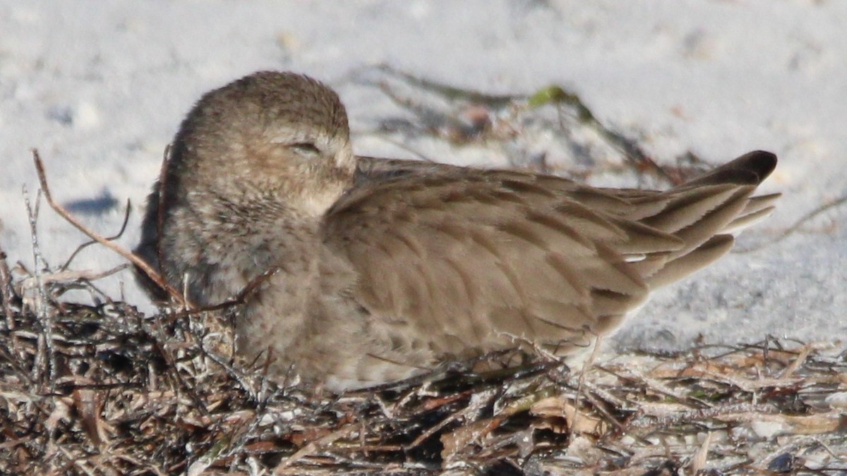 Bécasseau maubèche - ML648398325