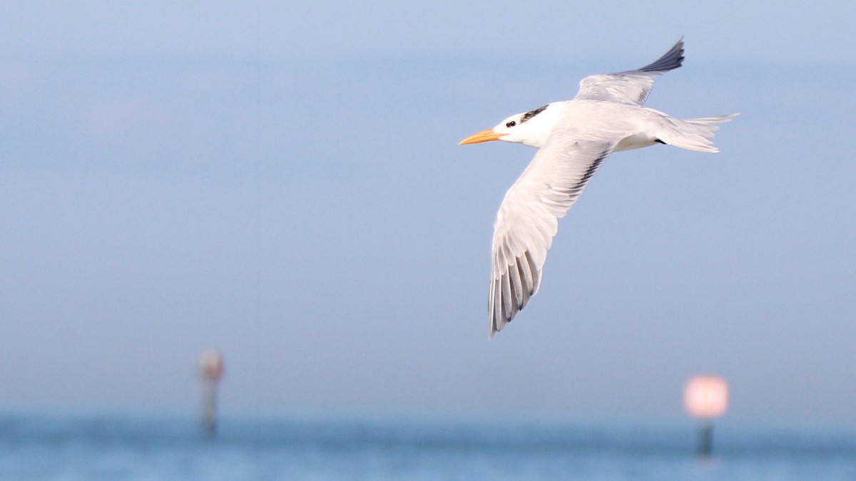 Sterne royale - ML648398345