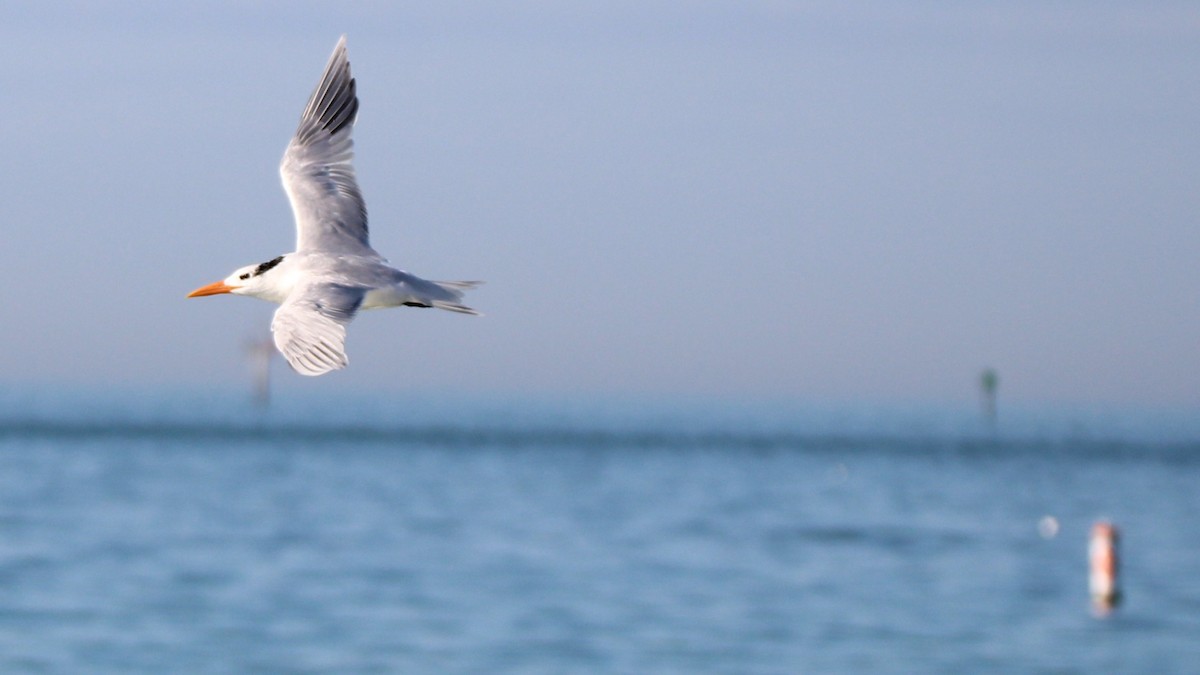 Sterne royale - ML648398346